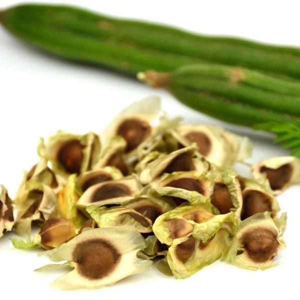 Moringa  Seeds 50g - Image 4