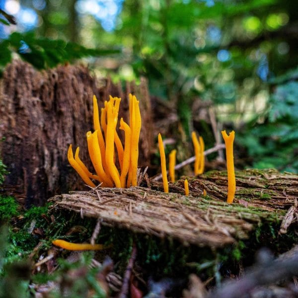 Cordyceps Medicinal Mushrooms 120 capsules. 10:1 Extract - Image 4