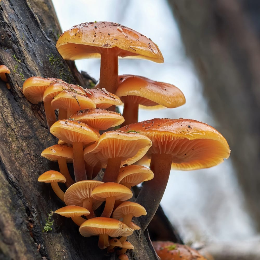 Medicinal Mushrooms